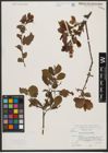 Foto von Salix silesiaca Willd.